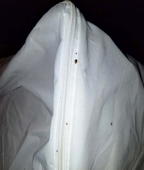 The best bed bug exterminator in Knoxville and Chattanooga.